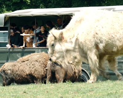 1-Hour Guided Safari Bus Tour in Varysburg