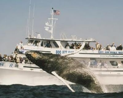 Gloucester Whale Watching Cruise