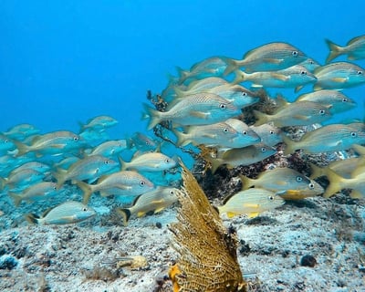 Private Snorkeling Tour in Vieques