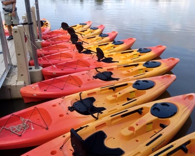 Guided Wildlife Kayak Tour of Armand Bayou