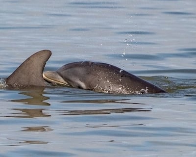 Fort Myers Beach Guided Dolphin Jet Ski Tour
