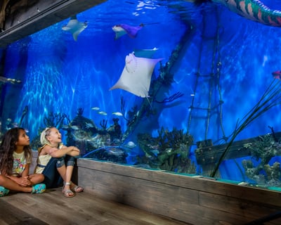 Lecanto Stingray Encounter