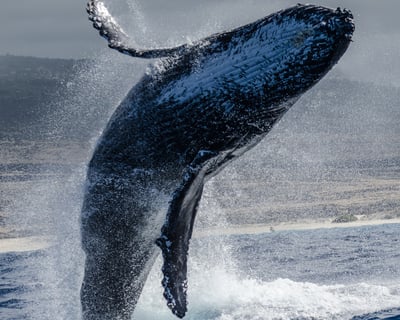 Kona Whale Watch & Manta Ray Night Snorkel