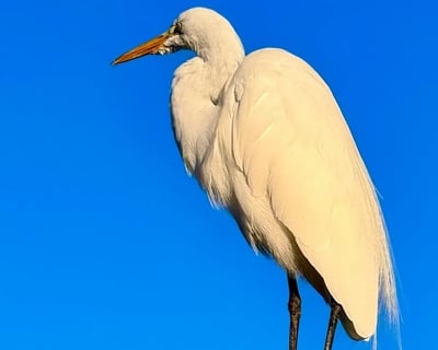Wildlife Charter in Crystal River