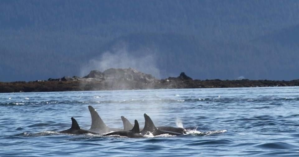 Juneau Whale Watching with Naturalist Guide