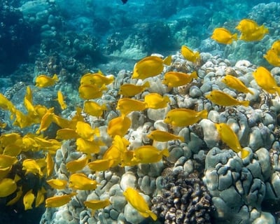 Kealakekua Bay Wildlife Snorkeling Cruise