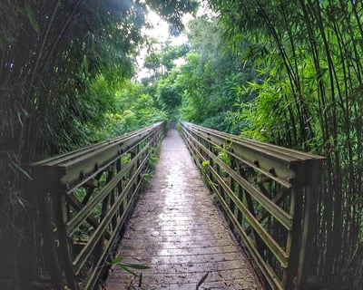 Guided East Maui Bamboo Forest Hike