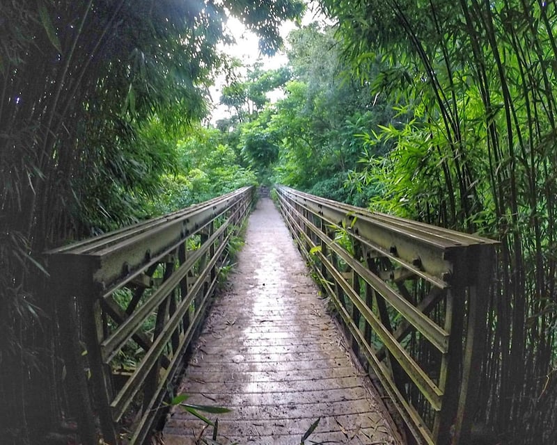 Guided East Maui Bamboo Forest Hike