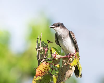 Louisiana Coastal Birding Tour