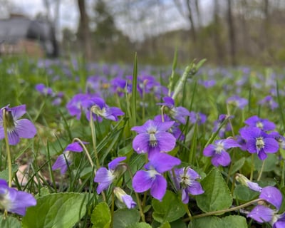 Foraging Hike & Salve-Making Class in Galena