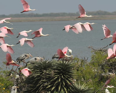 2-Hour Little Bay Spring Rookery Birding Tour