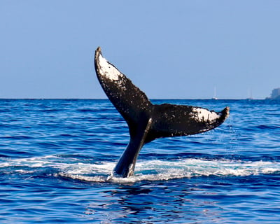 Afternoon Whale Watching Cruise in Kihei