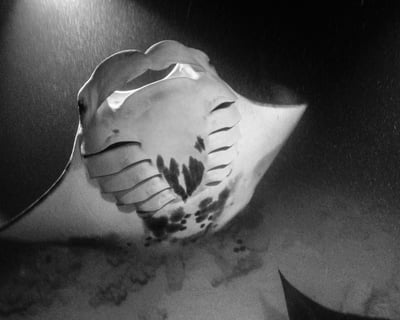 Manta Ray Night Snorkel Big Island Hawaii