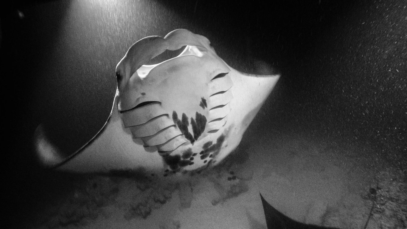 Manta Ray Night Snorkel Big Island Hawaii