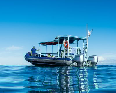 Honolulu Dolphin Swim & Watch Private Charter