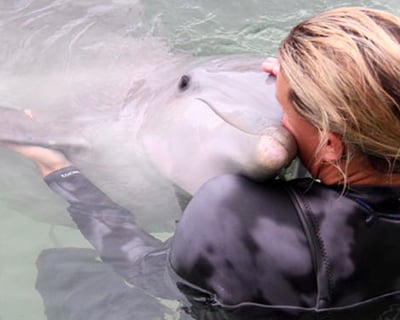 Private Dolphin Swim in Key Largo