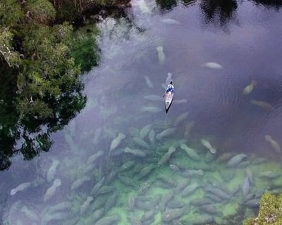 Paddle Blue Spring State Park Manatee Kayak Tour