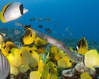 Guided 2-Tank Dive & Snorkel Tour in Kona