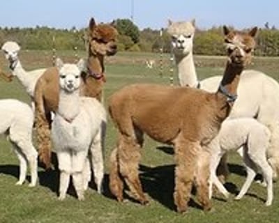 Guided Alpaca Ranch Tour in Two Rivers