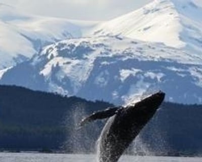 Ultimate Private Whale Watching Tour