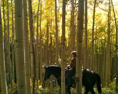 Adult-Only 2-Hour Horseback Trail Ride