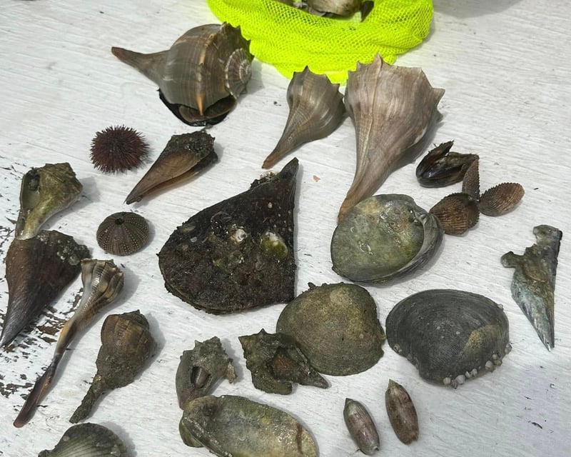Anclote Key Shelling Cruise From Dunedin
