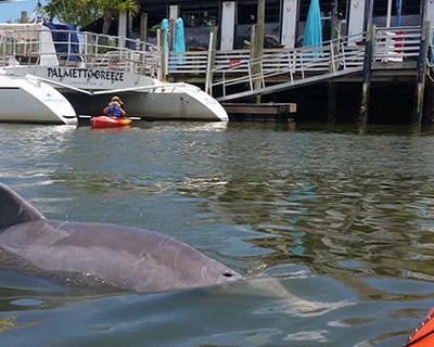 Shem Creek Kayak Tour to Bird Sanctuary