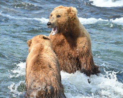 Floatplane Bear Viewing Tour at Brooks Falls