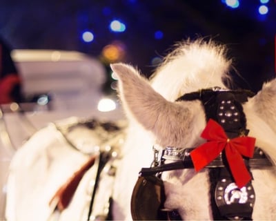 Central Park Holiday Horse-Drawn Carriage Tour
