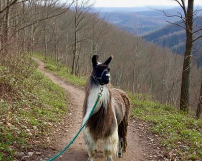 Guided Llama Hike at DuPont State Forest