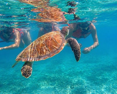 San Juan Guided Sea Turtle Snorkeling Tour