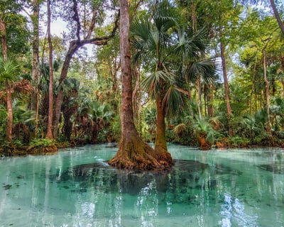 Emerald Cut Kayak Adventure in Apopka