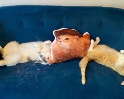 Full-Day Cat Cafe Pass in Alexandria