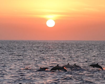 Waianae Whale Watching & Snorkel Sunset Cruise