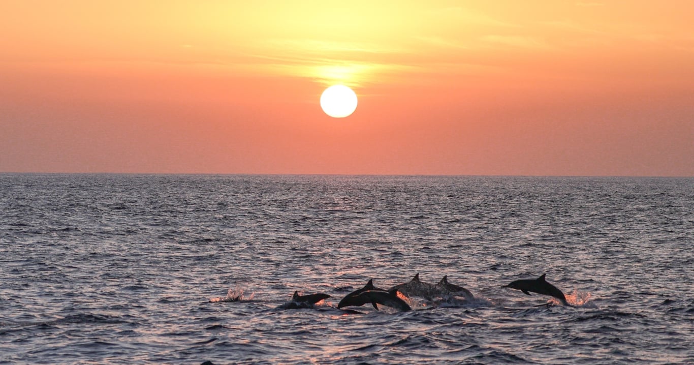 Waianae Whale Watching & Snorkel Sunset Cruise