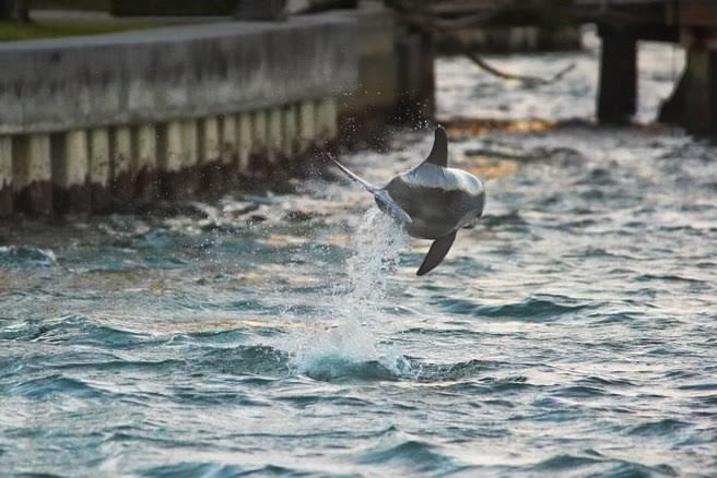 Sarasota Dolphin Cruise with Sandbar & Drinks