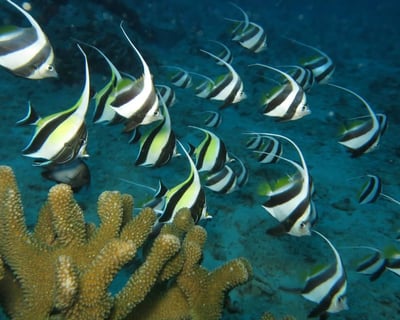 Honolulu Scuba Diving: 2 Shallow Coral Reefs