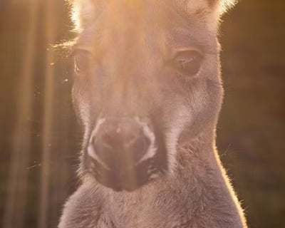 Twilight Kangaroo Encounter in Ira Township