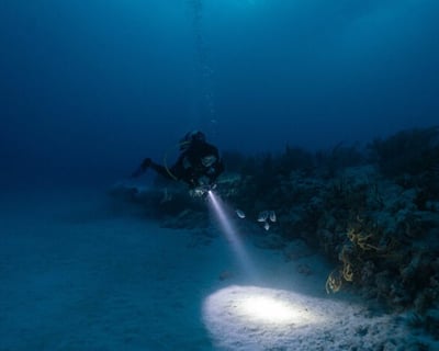 Explore Looe Key Reef on a Night Dive & Snorkel