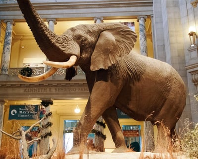 Private Natural History Museum Tour in Washington