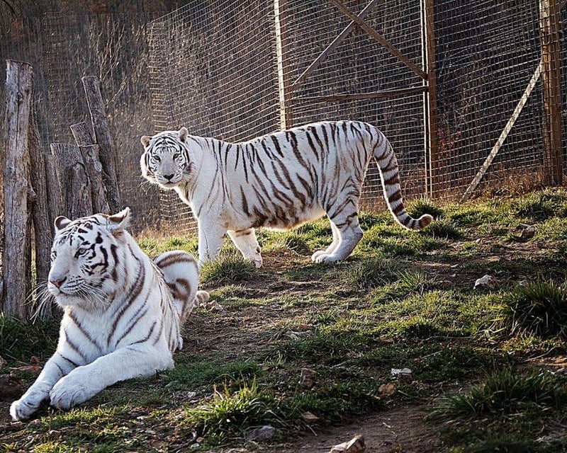 Lion & Tiger Rescue Sanctuary Walking Tour in Saddlebrooke