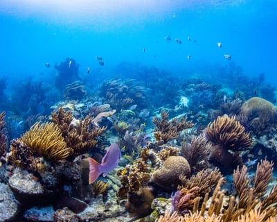 Guided 2-Tank Reef Dive in Key West