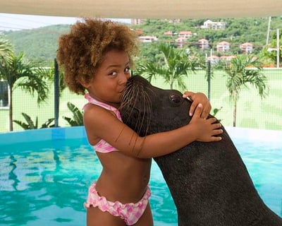 50-Minute Sea Lion Encounter in St. Thomas
