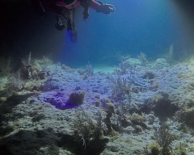 Sunset & Night Dive in Key West