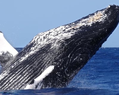 Maui Morning Whale Watch from Kaanapali Beach