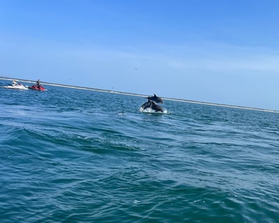 Myrtle Beach Dolphin Jet Ski Tour