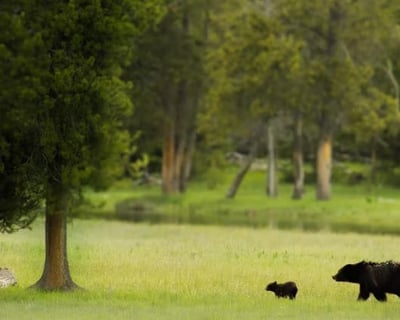Lamar Valley Sunset Wildlife Guided Tour