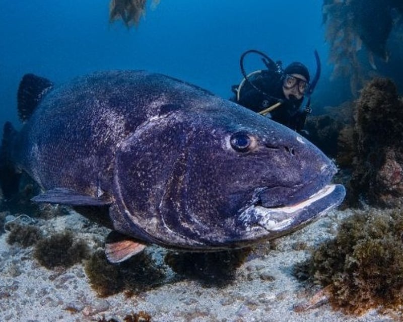 Full-Day Scuba Diving at Casino Point Dive Park, Avalon