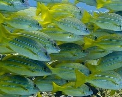 Discover Scuba Diving Lesson