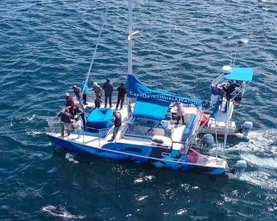 Dana Point 90-Minute Ash Scattering Charter